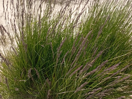 Image of Festuca richardsonii by no rights reserved