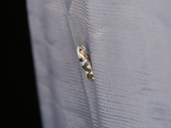 Argyresthia brockeella