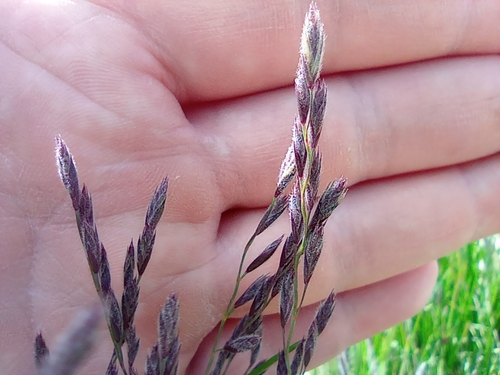 Image of Festuca richardsonii by no rights reserved