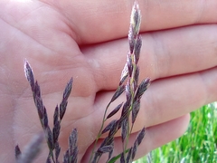 Festuca richardsonii