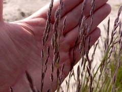 Festuca richardsonii