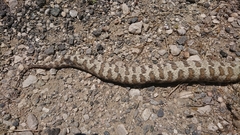 Macrovipera lebetinus