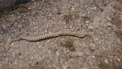 Macrovipera lebetinus