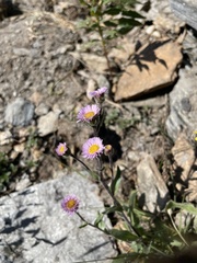 Erigeron alpinus