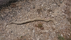 Macrovipera lebetinus