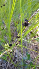 Anthracoidea globularis