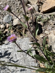 Erigeron alpinus