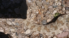Macrovipera lebetinus