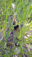 Anthracoidea globularis