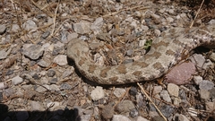 Macrovipera lebetinus