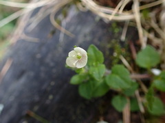Veronica oligosperma