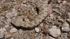 Macrovipera lebetinus