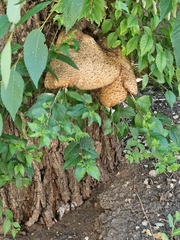 Cerioporus squamosus