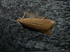 Helcystogramma rufescens