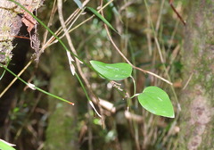 Smilax vaginata