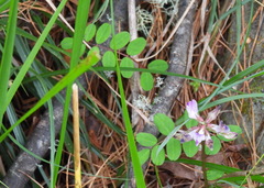 Astragalus nokoensis