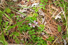 Astragalus nokoensis