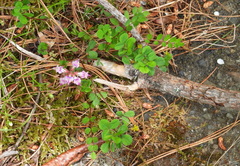 Astragalus nokoensis