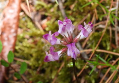 Astragalus nokoensis