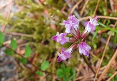 Astragalus nokoensis