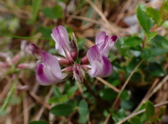 Astragalus nokoensis