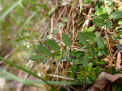 Astragalus nokoensis