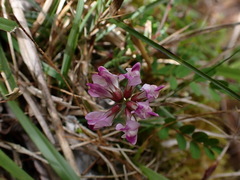 Astragalus nokoensis