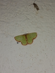 Synchlora cupedinaria