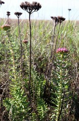 Pseudosedum lievenii