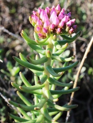 Pseudosedum lievenii