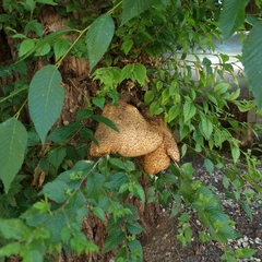 Cerioporus squamosus