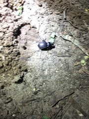 Carabus nemoralis