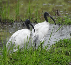 Threskiornis melanocephalus