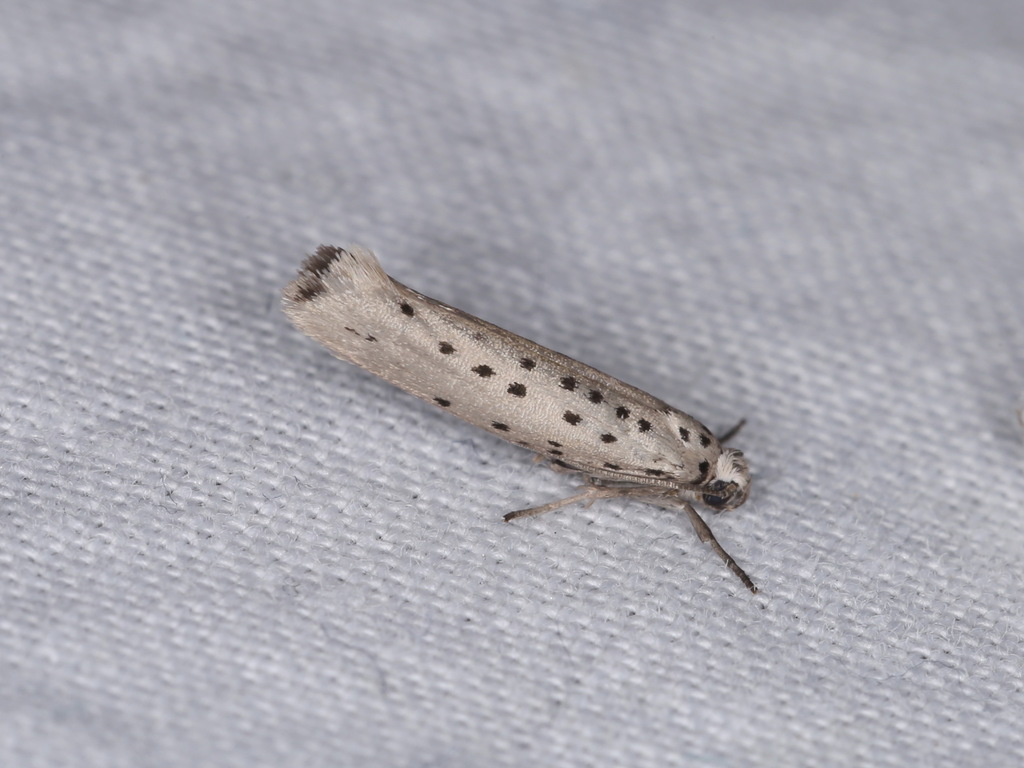 Yponomeuta sedellus