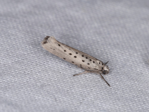 Yponomeuta sedellus
