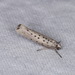 Grey Ermine - Photo (c) Donald Hobern, some rights reserved (CC BY)