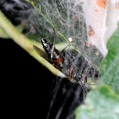 Pimpla turionellae