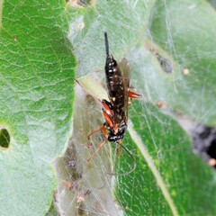 Pimpla turionellae