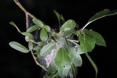 Pimpla turionellae