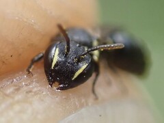 Hylaeus kahri