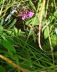 Lathyrus linifolius