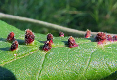 Eriophyes homophyllus
