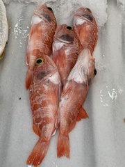 Helicolenus dactylopterus