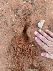 Cynictis penicillata