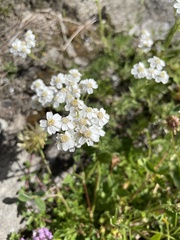 Achillea erba-rotta