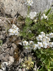Achillea erba-rotta