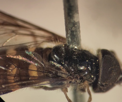 Dasysyrphus postclaviger