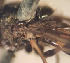 Dasysyrphus postclaviger