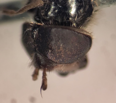 Dasysyrphus postclaviger