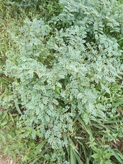 Parkinsonia texana macra